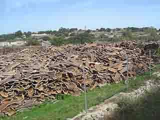 صور Sardinian cork, Calangianus المكان الرائع